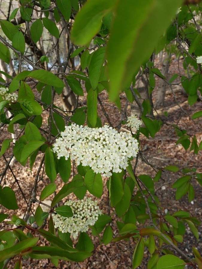 Blackhaw Viburnum in flower