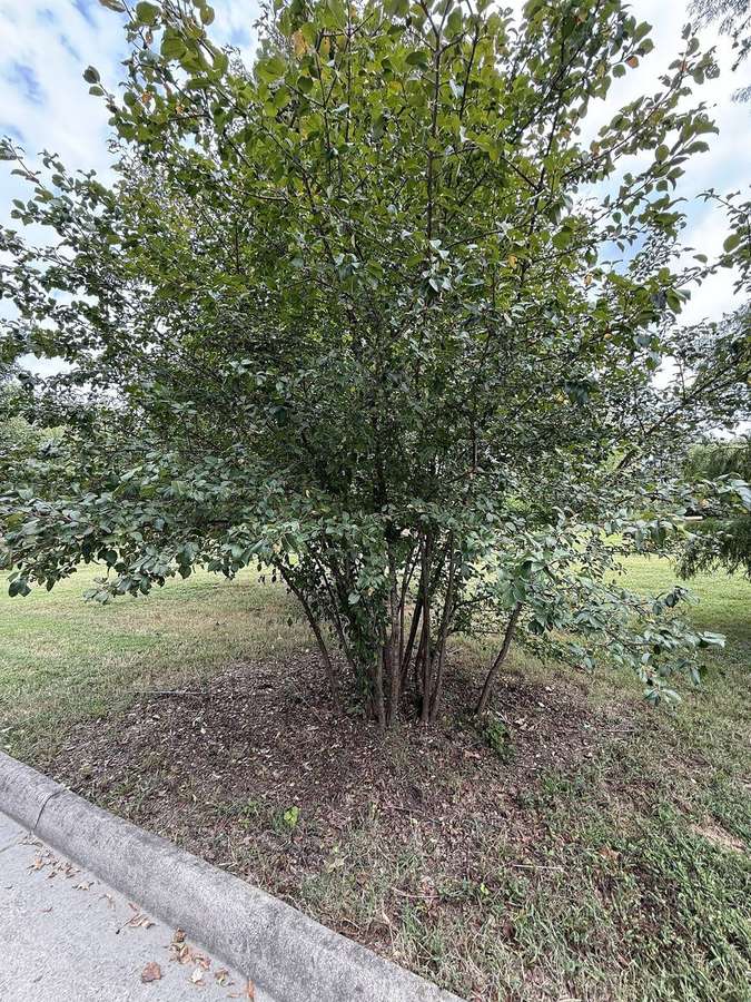 Blackhaw Viburnum (Viburnum prunifolium)