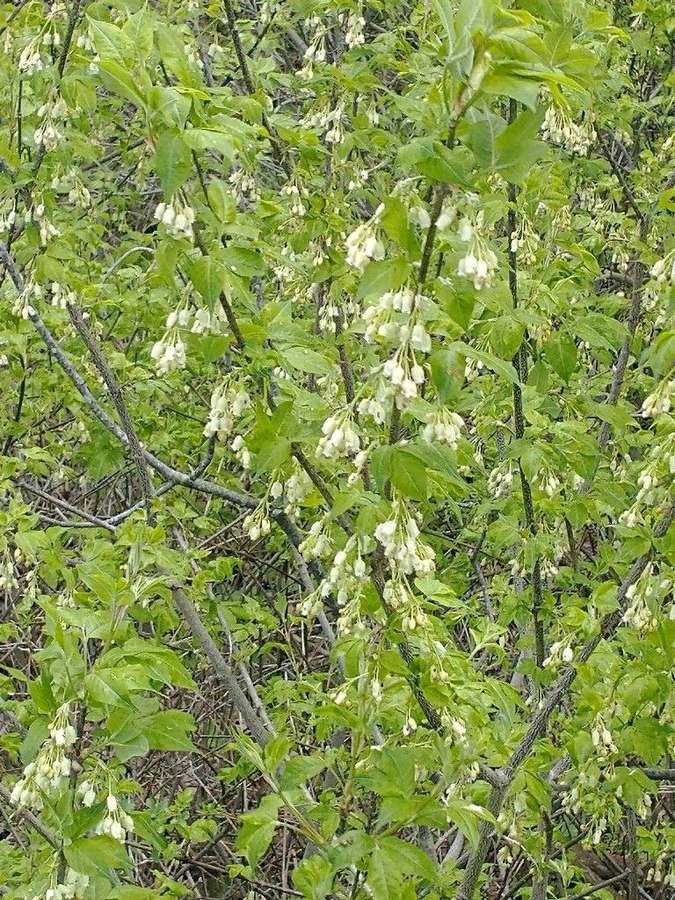 Bladdernut (Staphylea trifolia)