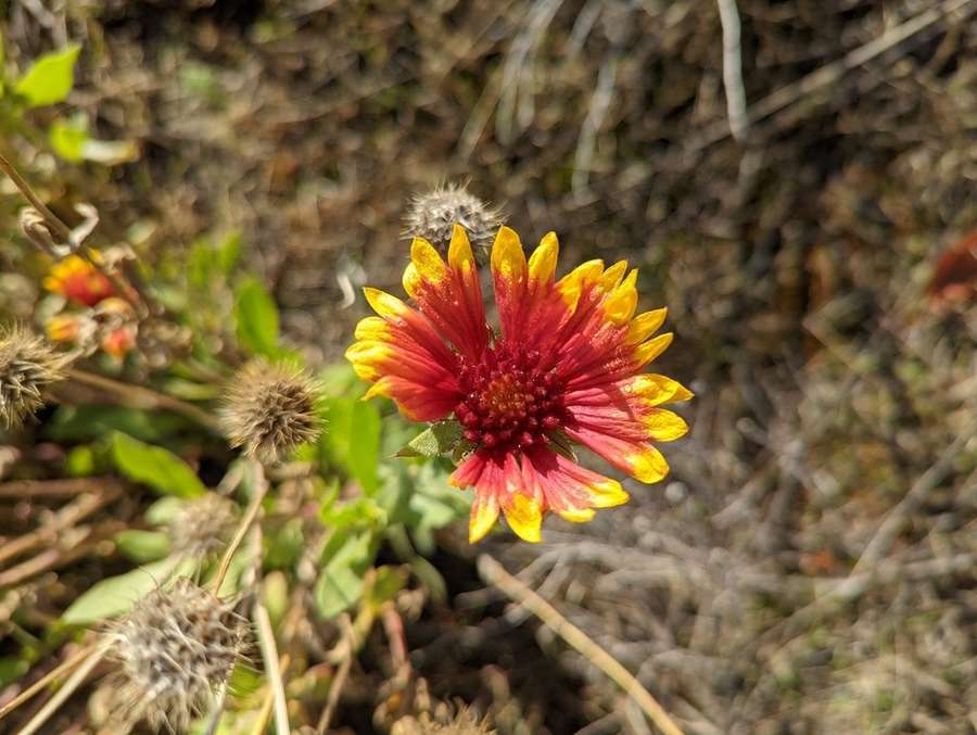 Blanket Flower in flower