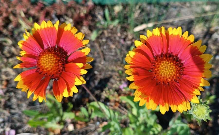 Blanket Flower (Gaillardia aristata)