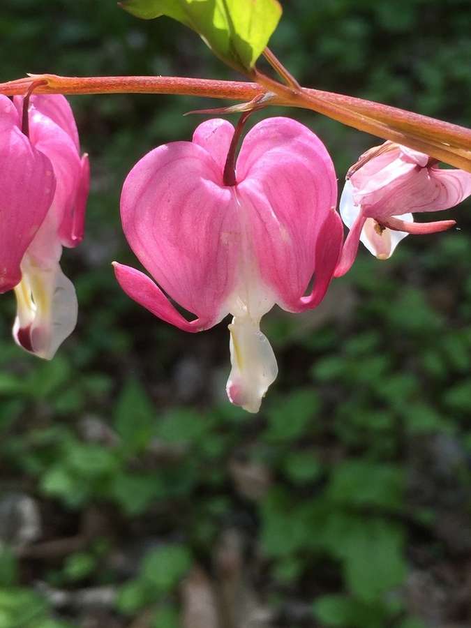 Bleeding Heart in flower