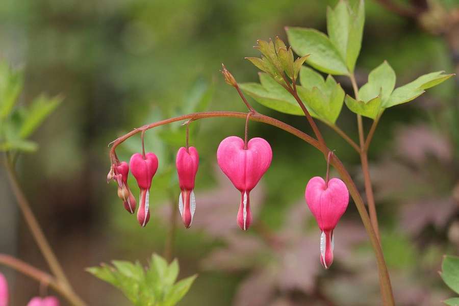 Bleeding Heart (Lamprocapnos spectabilis)
