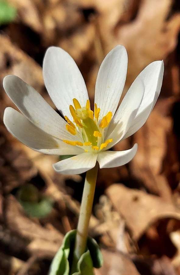 Bloodroot in flower