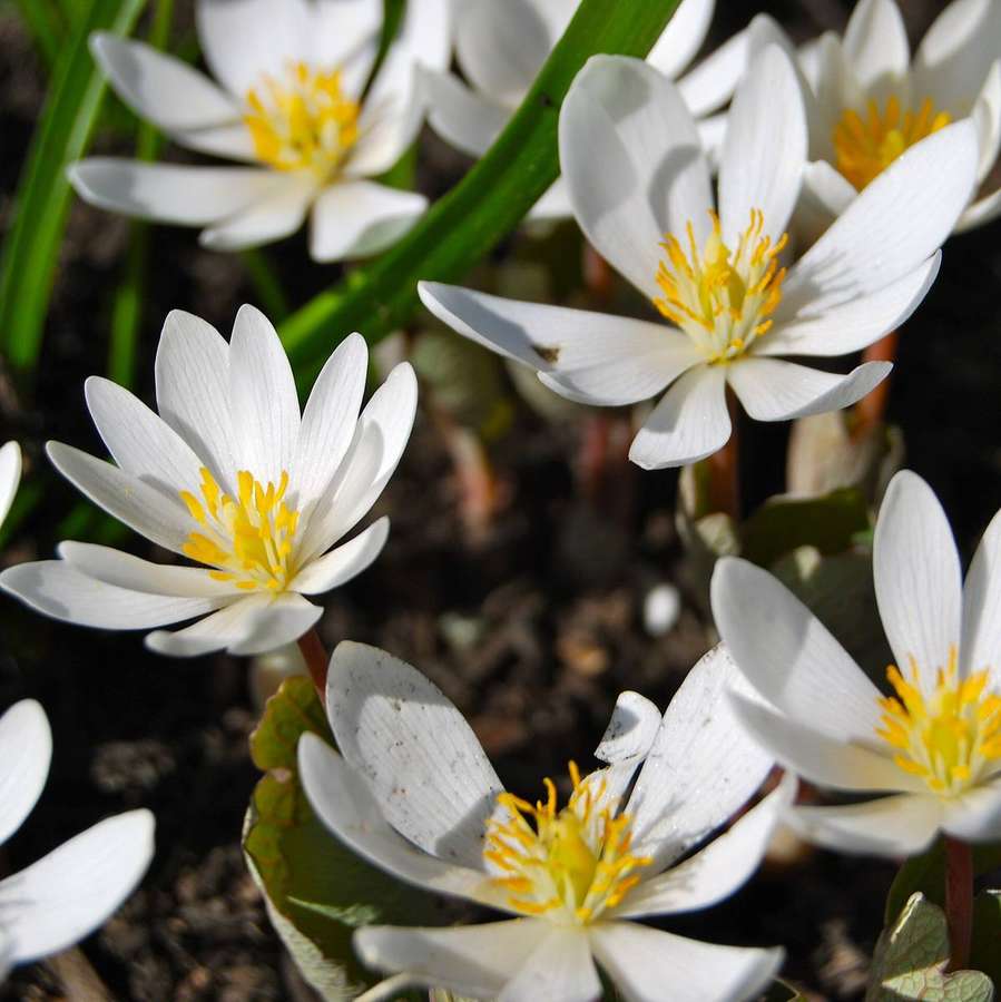 Bloodroot (Sanguinaria canadensis)