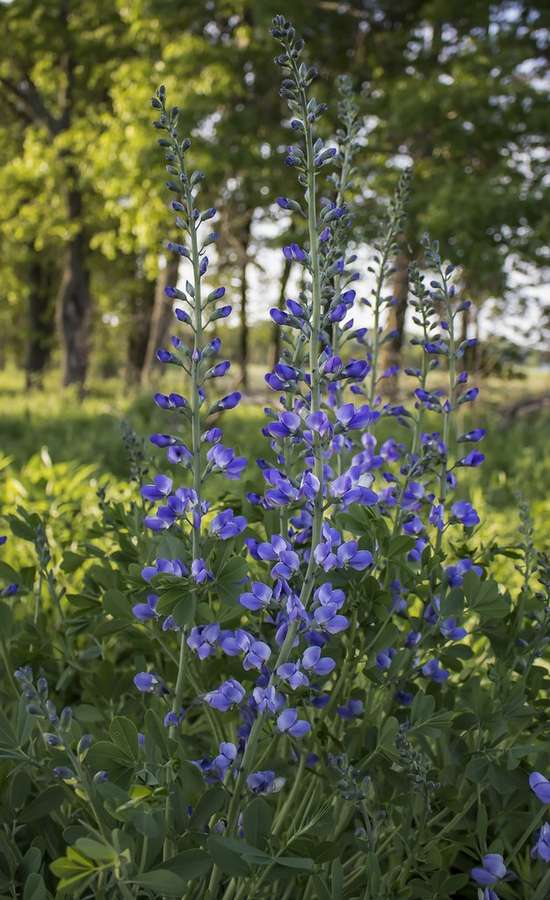 Blue False Indigo in flower