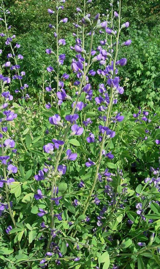 Blue False Indigo (Baptisia australis)
