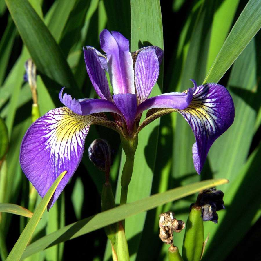 Blue Flag Iris (Iris virginica var. shrevei)
