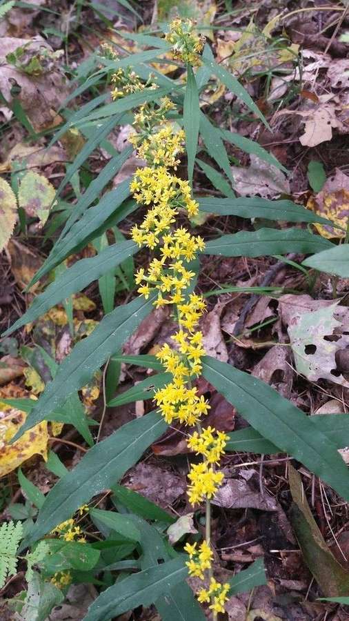 Blue-Stemmed Goldenrod in flower