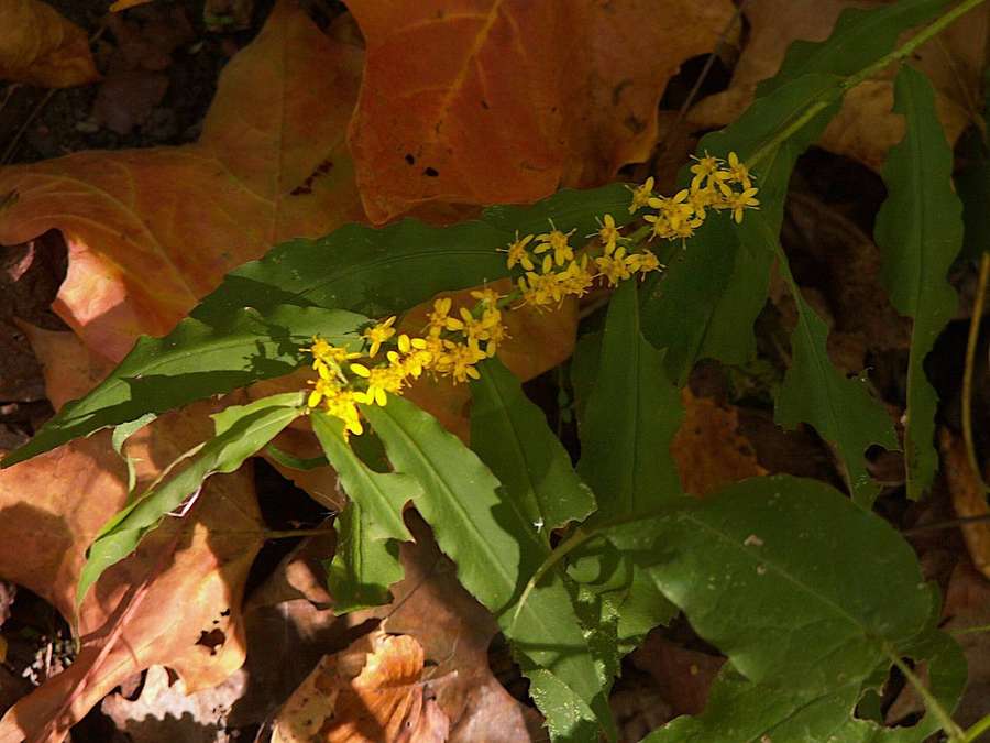 Blue-Stemmed Goldenrod (Solidago caesia)