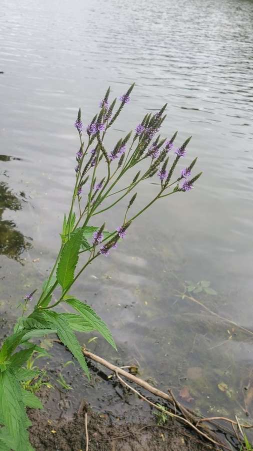 Blue Vervain (Verbena hastata)