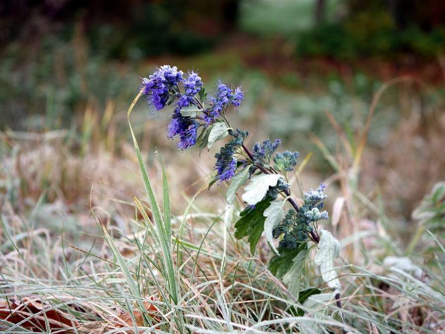 Bluebeard (Caryopteris × clandonensis)