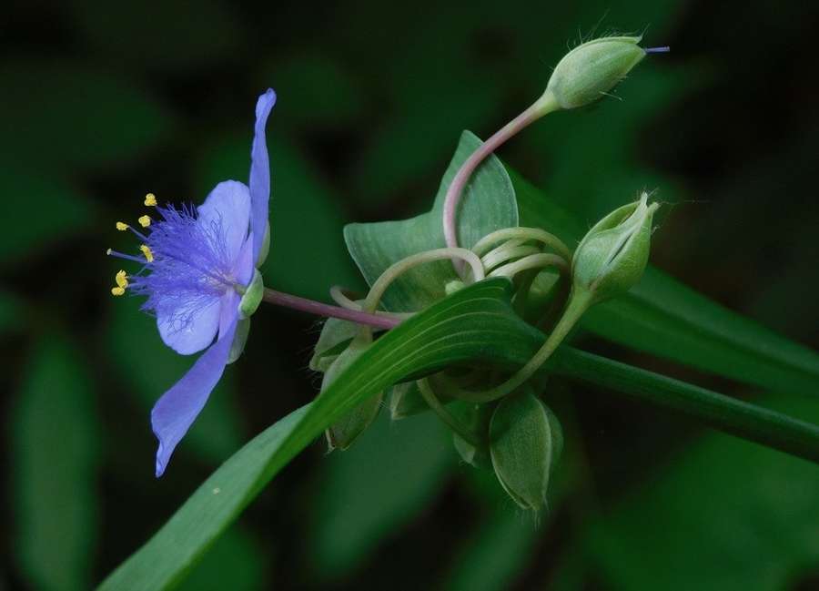 Bluejacket in flower