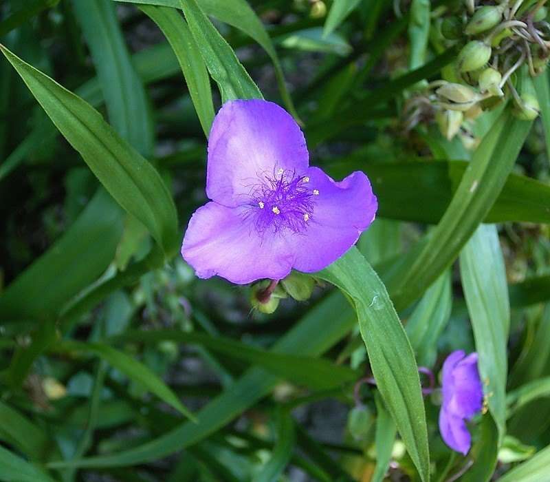 Bluejacket (Tradescantia ohiensis)