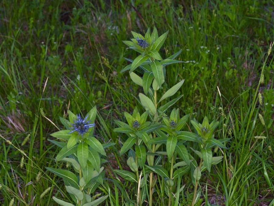 Bluestar in flower