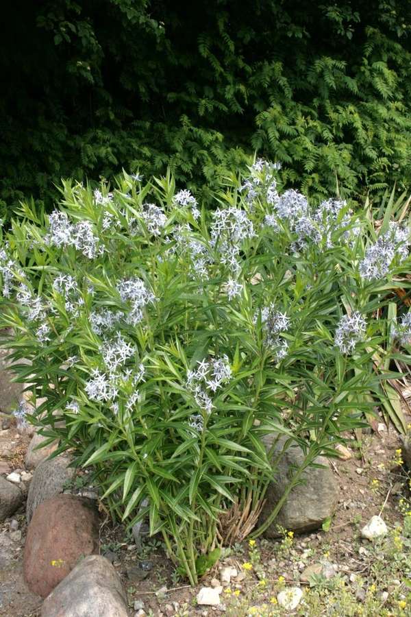 Bluestar (Amsonia tabernaemontana)