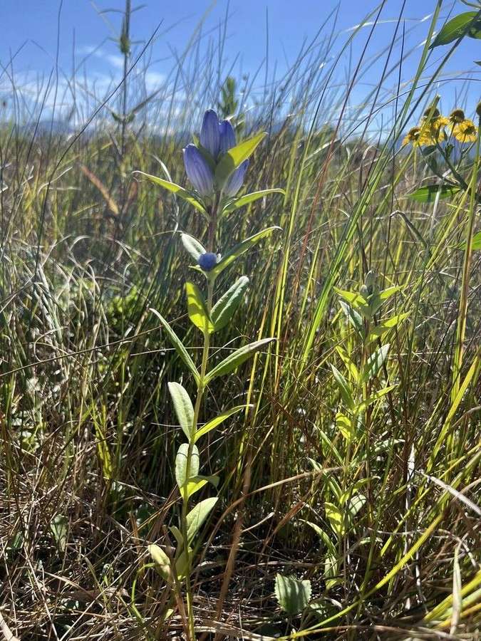 Bottle Gentian in flower