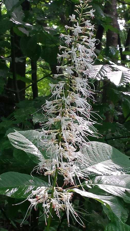 Bottlebrush Buckeye in flower