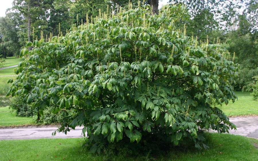 Bottlebrush Buckeye (Aesculus parviflora)