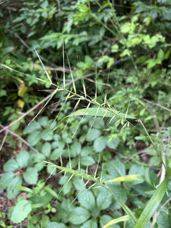 Bottlebrush Grass in flower