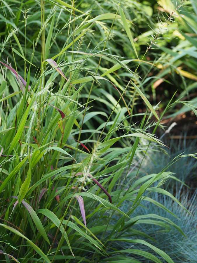 Bottlebrush Grass (Elymus hystrix)
