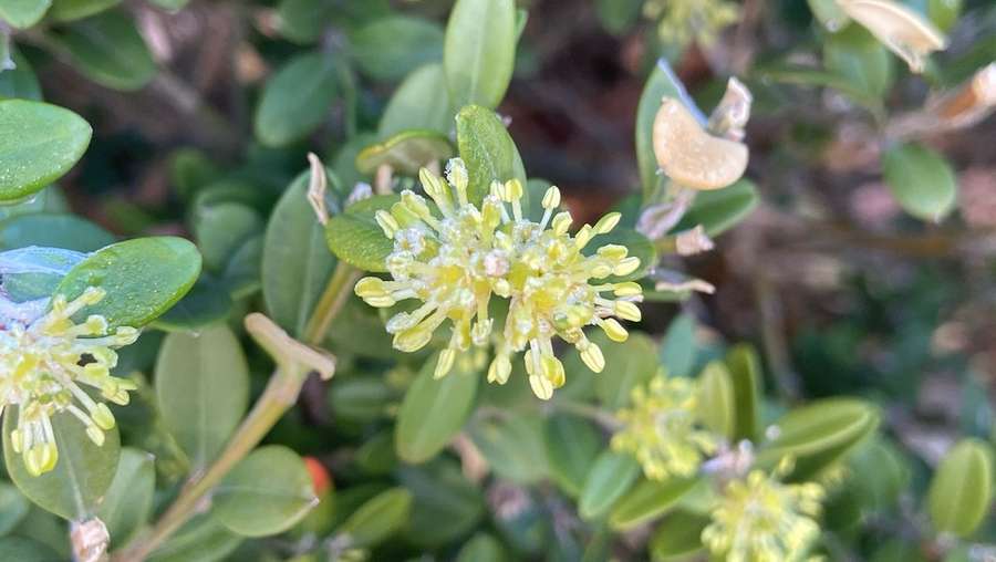 Boxwood in flower