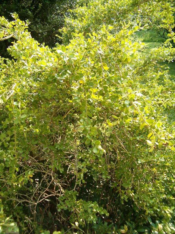 Boxwood (Buxus microphylla)