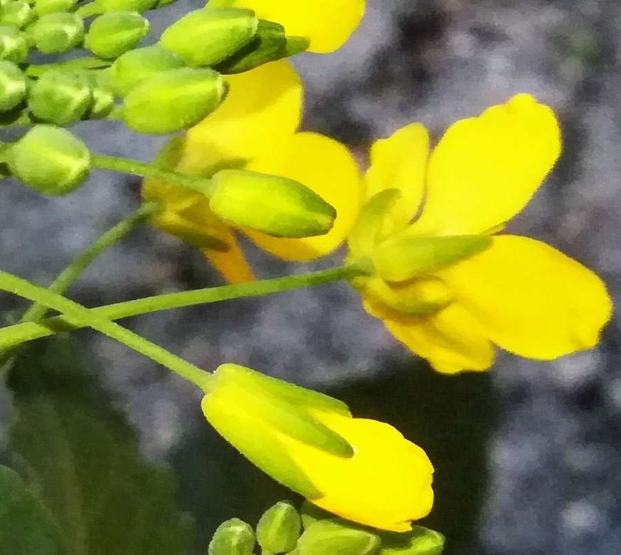 Broccoli in flower