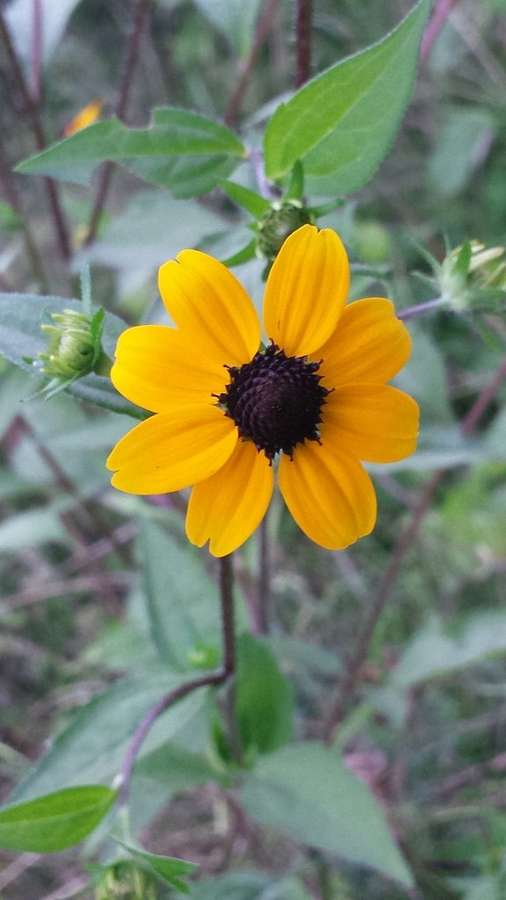 Brown-Eyed Susan in flower