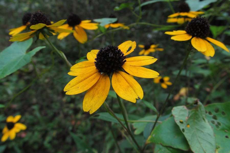 Brown-Eyed Susan (Rudbeckia triloba)