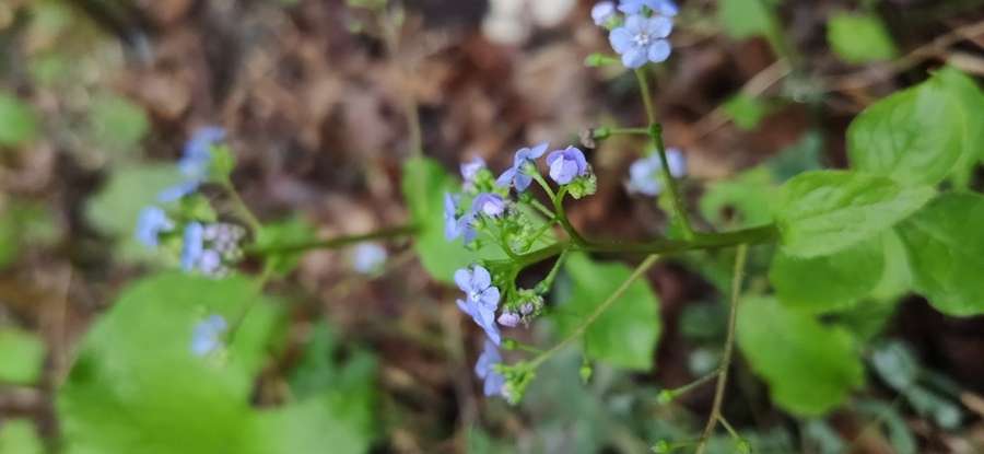 Brunnera in flower