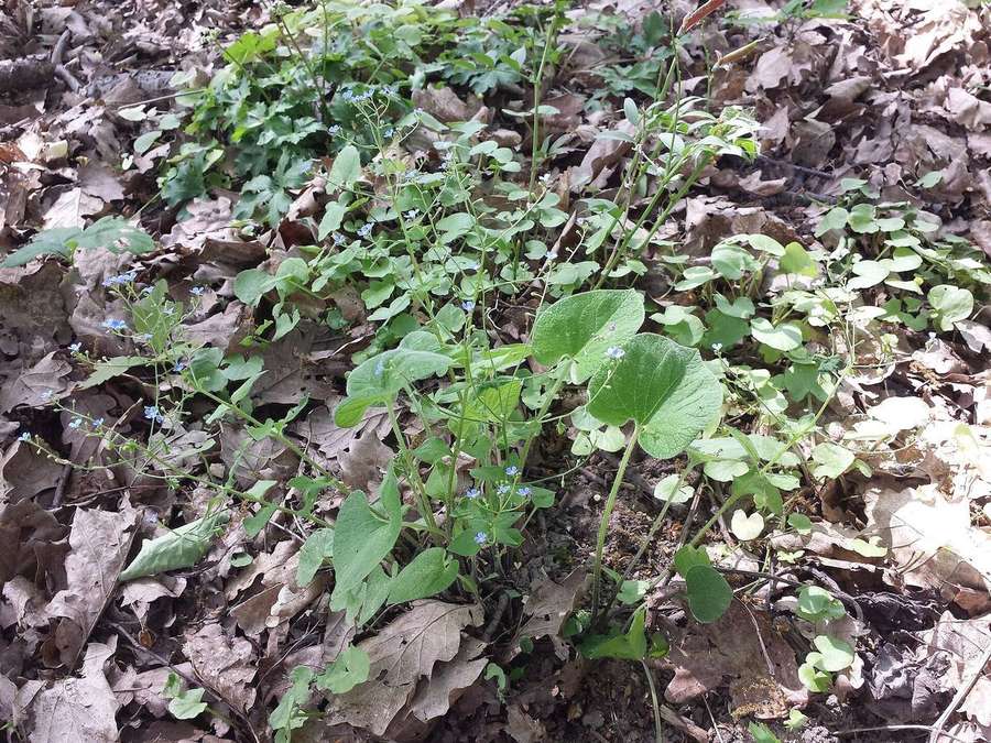 Brunnera (Brunnera macrophylla)