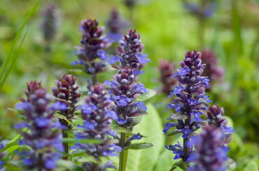 Bugleweed in flower
