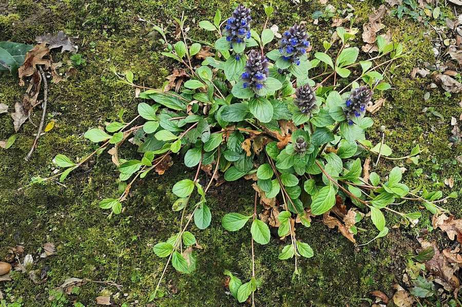 Bugleweed (Ajuga reptans)