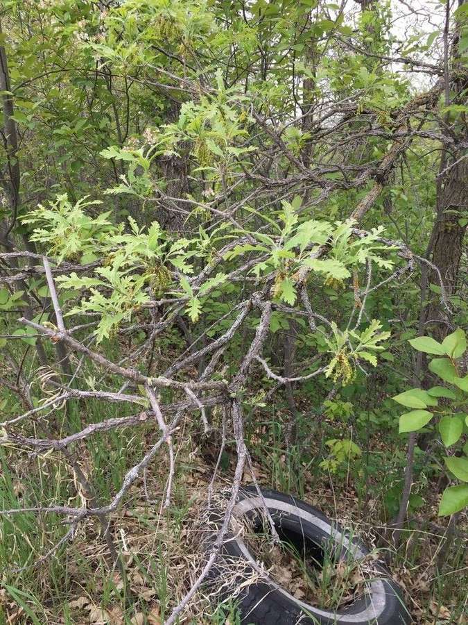Bur Oak in flower
