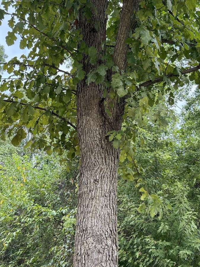 Bur Oak (Quercus macrocarpa)