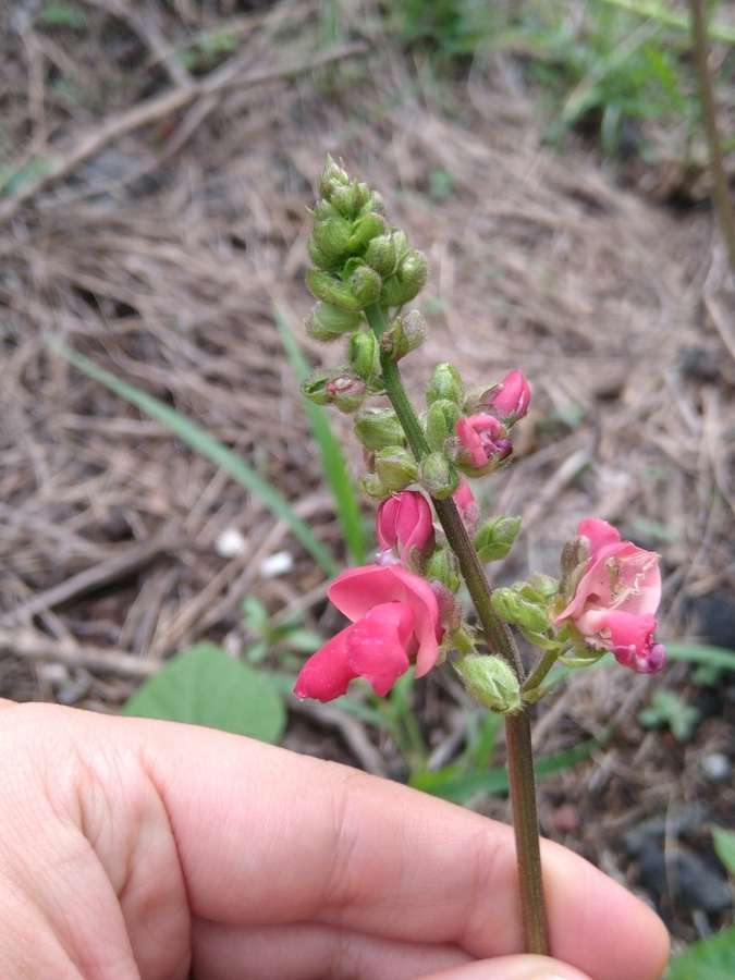 Bush Bean in flower