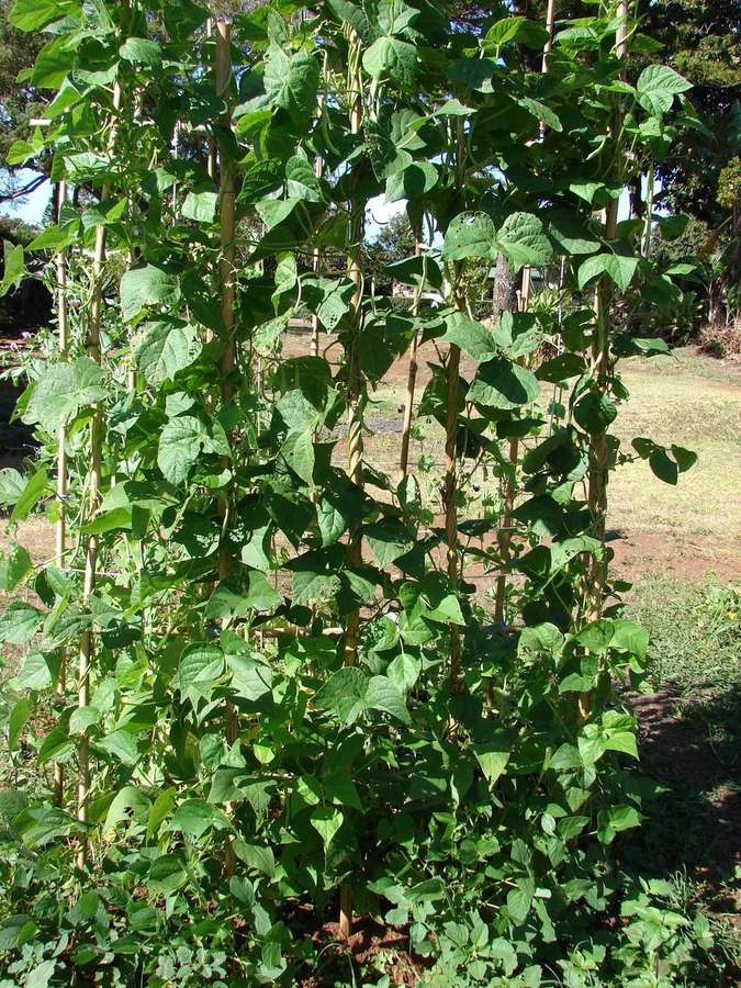 Bush Bean (Phaseolus vulgaris)