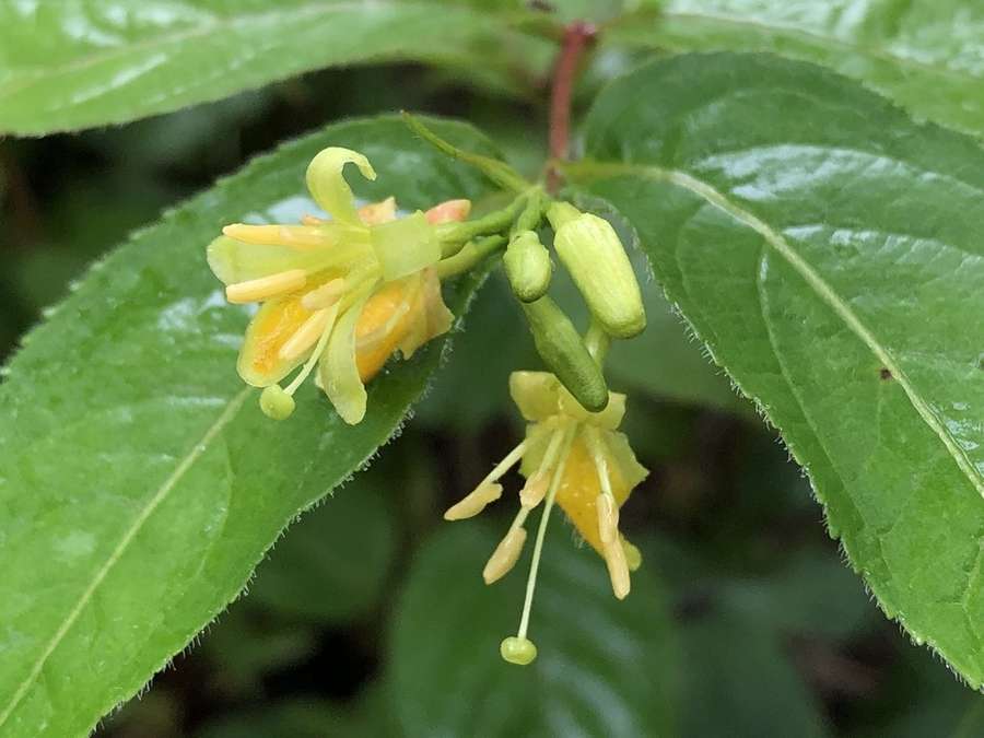 Bush Honeysuckle in flower