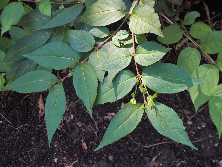 Bush Honeysuckle (Diervilla lonicera)