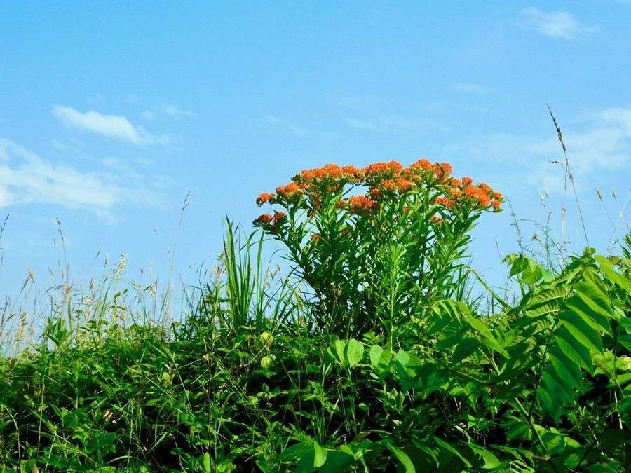 Butterfly Weed in flower