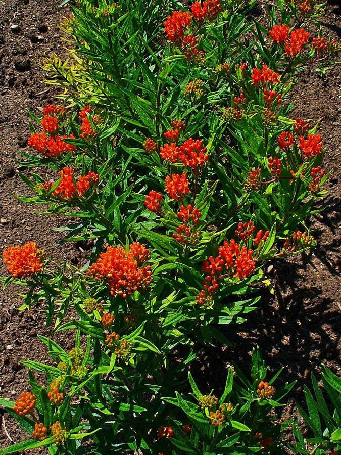 Butterfly Weed (Asclepias tuberosa)