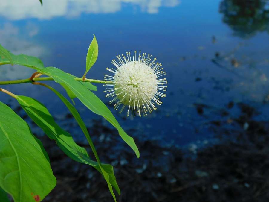 Buttonbush in flower