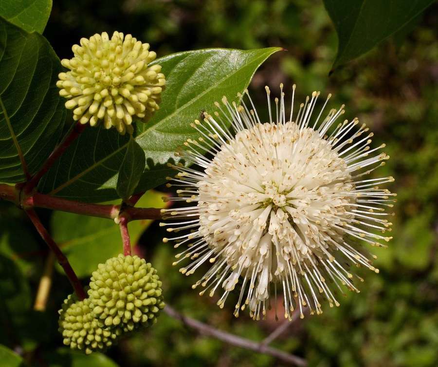 Buttonbush (Cephalanthus occidentalis)