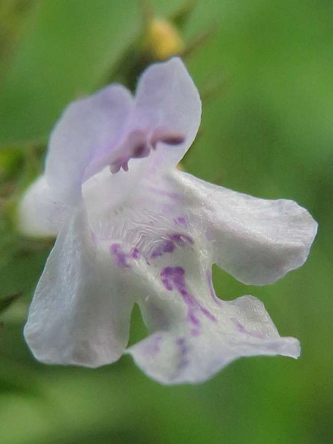 Calamint in flower