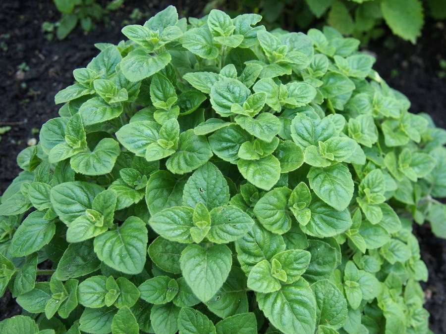 Calamint (Clinopodium nepeta)
