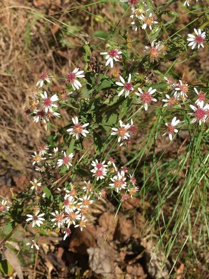 Calico Aster (Symphyotrichum lateriflorum)
