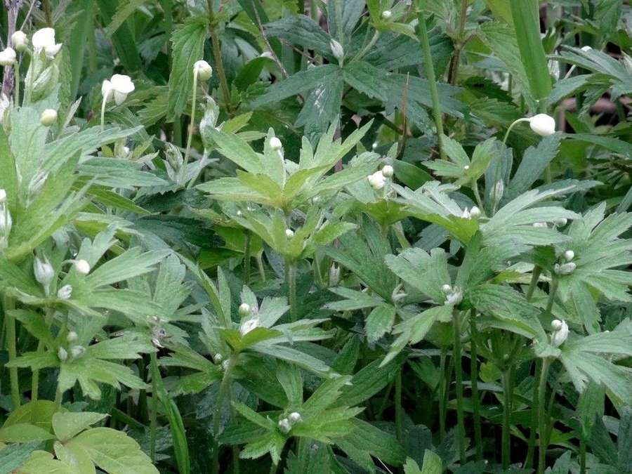 Canada Anemone (Anemone canadensis)