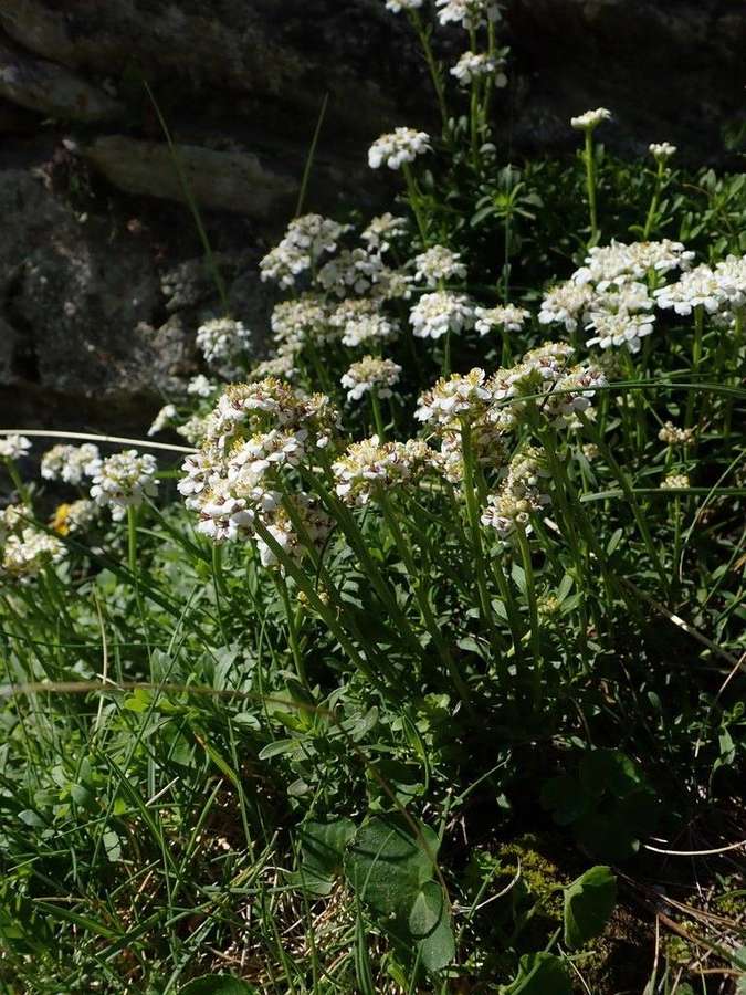 Candytuft in flower