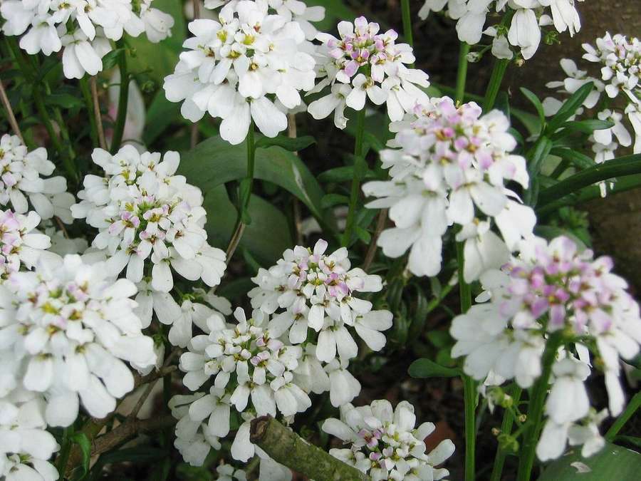 Candytuft (Iberis sempervirens)